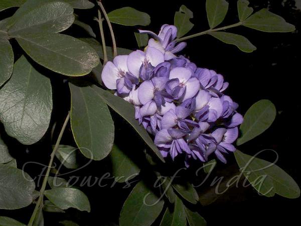Texas Mountain Laurel